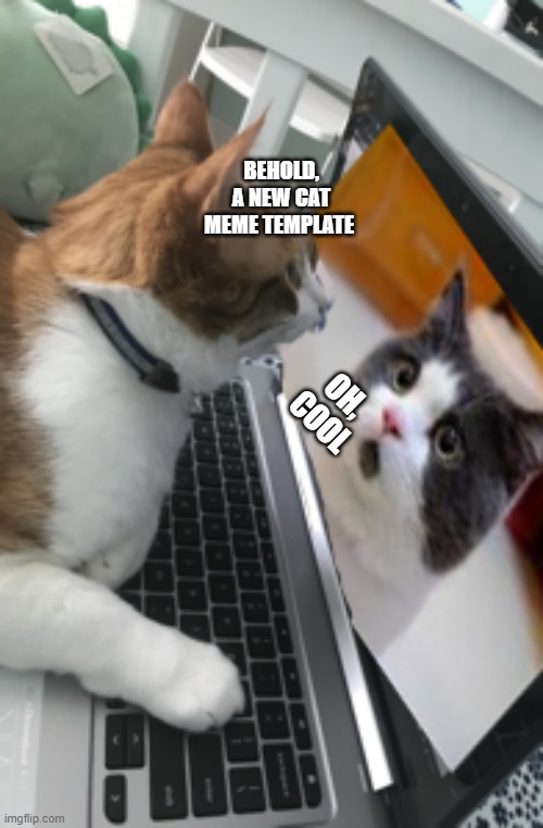 I made a meme format | BEHOLD, A NEW CAT MEME TEMPLATE; OH, COOL | image tagged in cats,cat | made w/ Imgflip meme maker