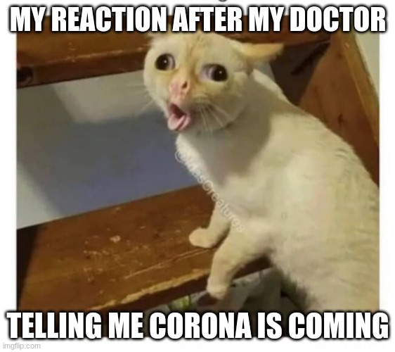Coughing Cat | MY REACTION AFTER MY DOCTOR; TELLING ME CORONA IS COMING | image tagged in coughing cat | made w/ Imgflip meme maker