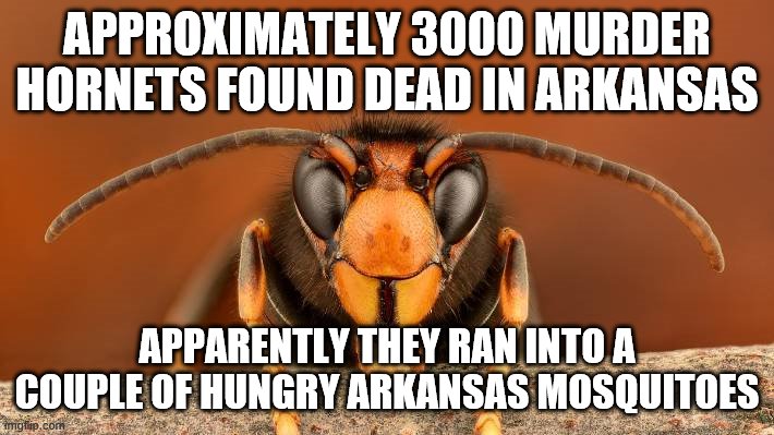 Hornet vs Mosquito | APPROXIMATELY 3000 MURDER HORNETS FOUND DEAD IN ARKANSAS; APPARENTLY THEY RAN INTO A COUPLE OF HUNGRY ARKANSAS MOSQUITOES | image tagged in murder hornet | made w/ Imgflip meme maker