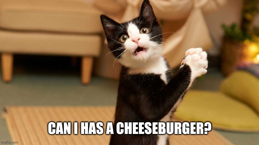 NO | CAN I HAS A CHEESEBURGER? | image tagged in cats,funny cats | made w/ Imgflip meme maker