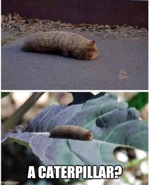 CAT ERPILLAR | A CATERPILLAR? | image tagged in cats,caterpillar | made w/ Imgflip meme maker