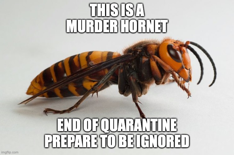 thesis a murder hornet | THIS IS A MURDER HORNET; END OF QUARANTINE  PREPARE TO BE IGNORED | image tagged in murder hornet | made w/ Imgflip meme maker