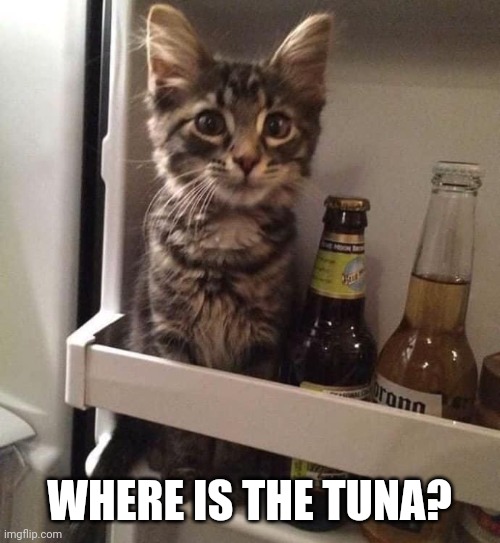 TUNA! | WHERE IS THE TUNA? | image tagged in cats,funny cats | made w/ Imgflip meme maker