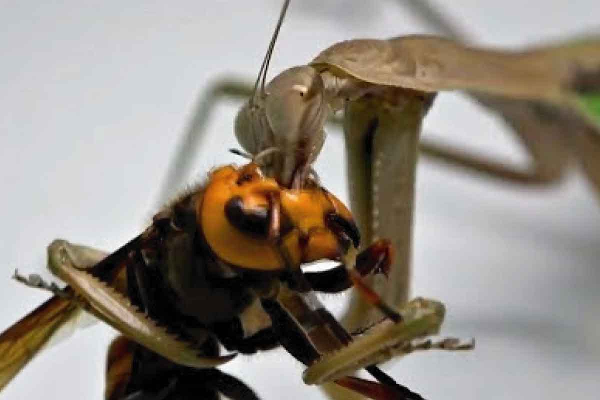 Murder Hornet VS Mantis Blank Meme Template