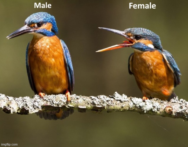 married life | image tagged in birds,couple arguing | made w/ Imgflip meme maker