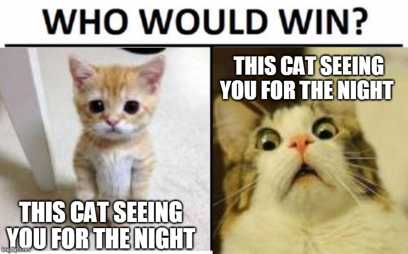 THIS CAT SEEING YOU FOR THE NIGHT; THIS CAT SEEING YOU FOR THE NIGHT | image tagged in gatos | made w/ Imgflip meme maker