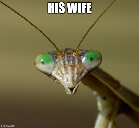 Praying Mantis Head | HIS WIFE | image tagged in praying mantis head | made w/ Imgflip meme maker
