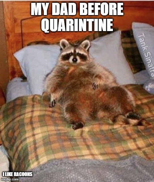 obese racoon | MY DAD BEFORE QUARINTINE; I LIKE RACOONS | image tagged in obese racoon | made w/ Imgflip meme maker