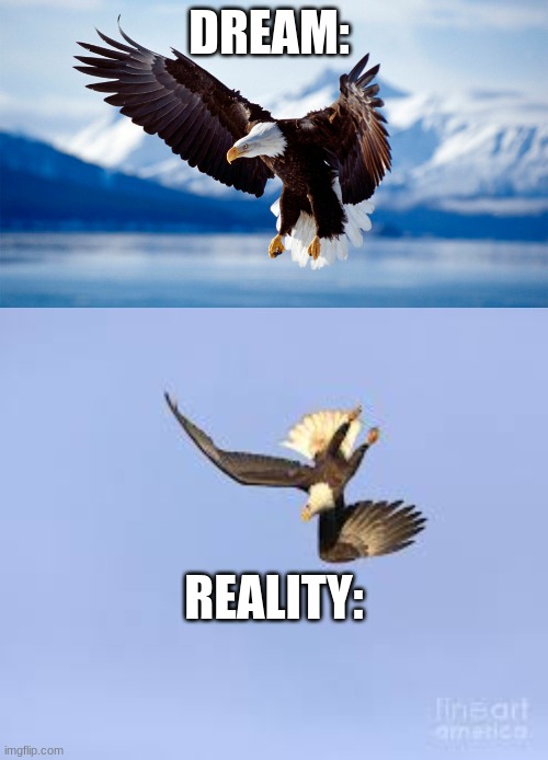 Dream vs. Reality for an Eagle | DREAM:; REALITY: | image tagged in memes,funny memes | made w/ Imgflip meme maker