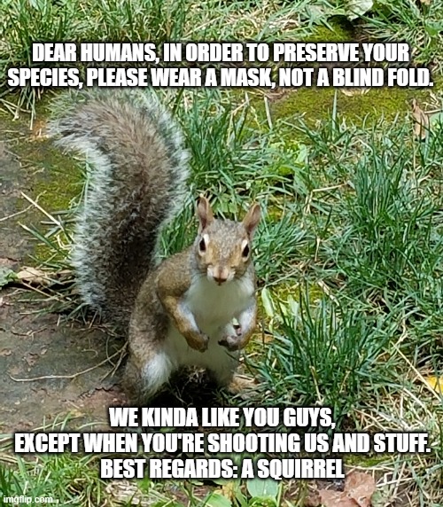 Squirrel | DEAR HUMANS, IN ORDER TO PRESERVE YOUR SPECIES, PLEASE WEAR A MASK, NOT A BLIND FOLD. WE KINDA LIKE YOU GUYS, EXCEPT WHEN YOU'RE SHOOTING US AND STUFF.
BEST REGARDS: A SQUIRREL | image tagged in squirrel | made w/ Imgflip meme maker