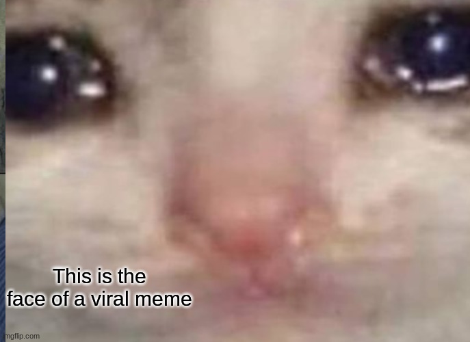 viral meme | This is the face of a viral meme | image tagged in cats | made w/ Imgflip meme maker
