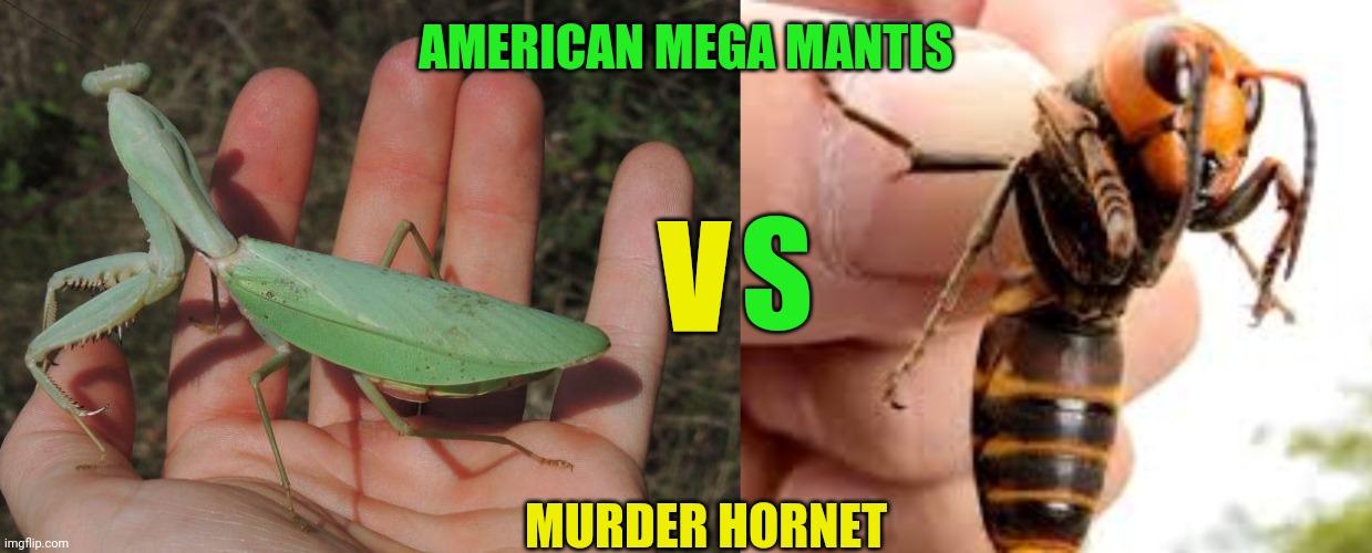 Mantis vs Murder hornet | AMERICAN MEGA MANTIS; S; V; MURDER HORNET | image tagged in murder hornets,praying mantis | made w/ Imgflip meme maker