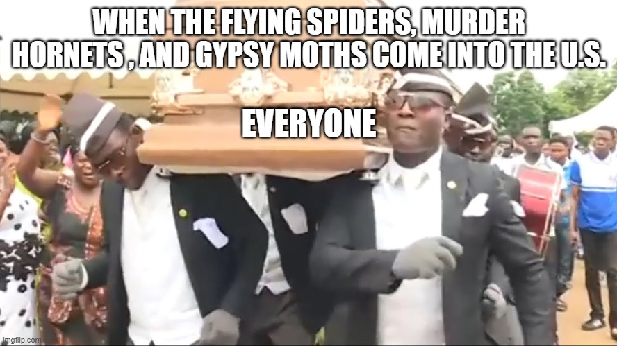 Coffin Dance | WHEN THE FLYING SPIDERS, MURDER HORNETS , AND GYPSY MOTHS COME INTO THE U.S. EVERYONE | image tagged in coffin dance | made w/ Imgflip meme maker