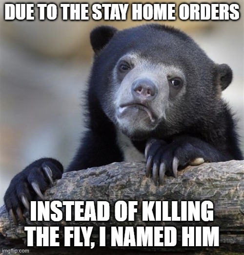 Confession Bear | DUE TO THE STAY HOME ORDERS; INSTEAD OF KILLING THE FLY, I NAMED HIM | image tagged in memes,confession bear,coronavirus,fun,funny not funny | made w/ Imgflip meme maker