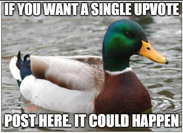 Not a one! Not in a long time. | IF YOU WANT A SINGLE UPVOTE; POST HERE. IT COULD HAPPEN | image tagged in memes,actual advice mallard,upvotes,egos | made w/ Imgflip meme maker