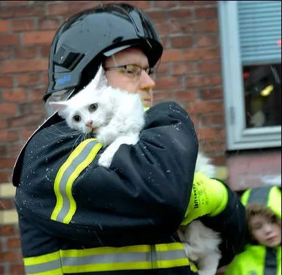 Traumatized firecat Blank Meme Template