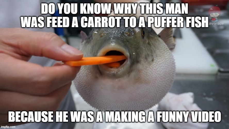 Pufferfish | DO YOU KNOW WHY THIS MAN WAS FEED A CARROT TO A PUFFER FISH; BECAUSE HE WAS A MAKING A FUNNY VIDEO | image tagged in fish | made w/ Imgflip meme maker