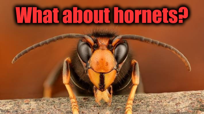 Murder Hornet | What about hornets? | image tagged in murder hornet | made w/ Imgflip meme maker