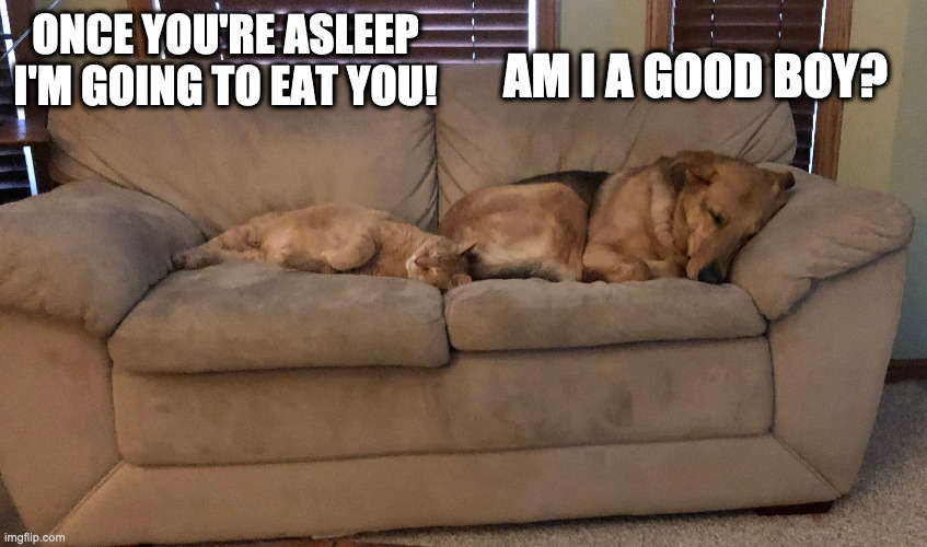 Cat and Dog | AM I A GOOD BOY? ONCE YOU'RE ASLEEP I'M GOING TO EAT YOU! | image tagged in dogs an cats,puppies and kittens | made w/ Imgflip meme maker