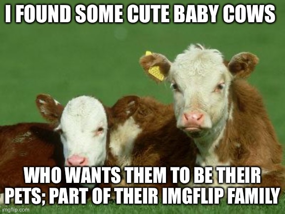 Baby Cows | I FOUND SOME CUTE BABY COWS; WHO WANTS THEM TO BE THEIR PETS; PART OF THEIR IMGFLIP FAMILY | image tagged in baby cows,adoption,family,please | made w/ Imgflip meme maker
