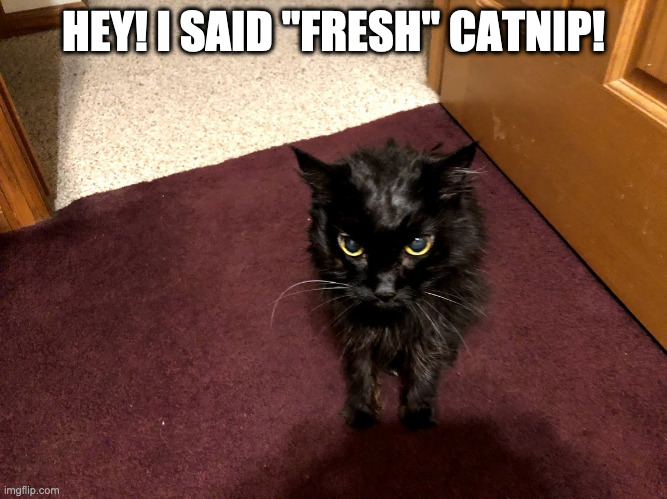 Catnip | HEY! I SAID "FRESH" CATNIP! | image tagged in cats,cats are awesome | made w/ Imgflip meme maker