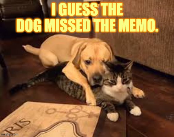 Aren't We Supposed To Be Social Distancing? | I GUESS THE DOG MISSED THE MEMO. | image tagged in memes,cat,dog,missed,social distancing,memo | made w/ Imgflip meme maker