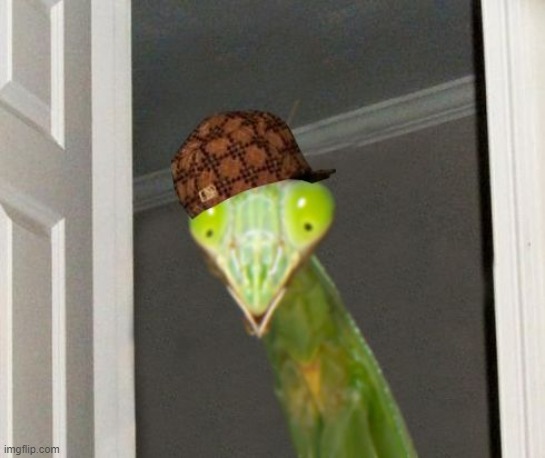 Scumbag Mantis | image tagged in scumbag mantis | made w/ Imgflip meme maker
