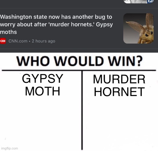 The battle of the bugs | GYPSY MOTH; MURDER HORNET | image tagged in memes,who would win | made w/ Imgflip meme maker