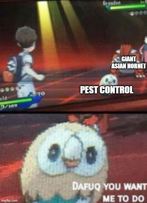 Rowlet is looking at you with intense and determined eyes! | GIANT ASIAN HORNET; PEST CONTROL | image tagged in rowlet asks a question,pokemon,murder hornet | made w/ Imgflip meme maker