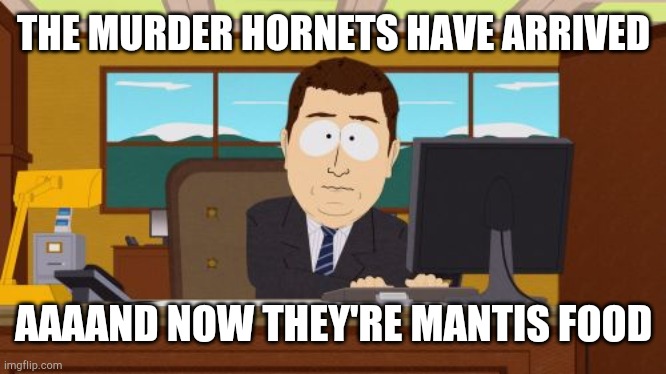 Aaaaand Its Gone | THE MURDER HORNETS HAVE ARRIVED; AAAAND NOW THEY'RE MANTIS FOOD | image tagged in memes,aaaaand its gone,murder hornets,praying mantis | made w/ Imgflip meme maker
