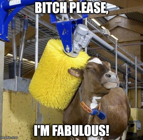 image tagged in funny,animals,fabulous,cow | made w/ Imgflip meme maker