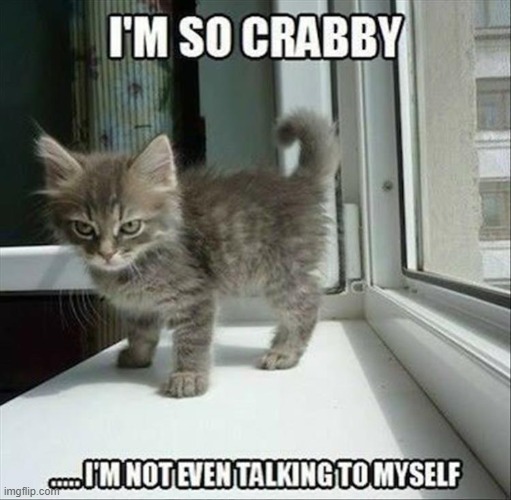 Crabby Kitteh | image tagged in memes,cats,cat,crabby | made w/ Imgflip meme maker