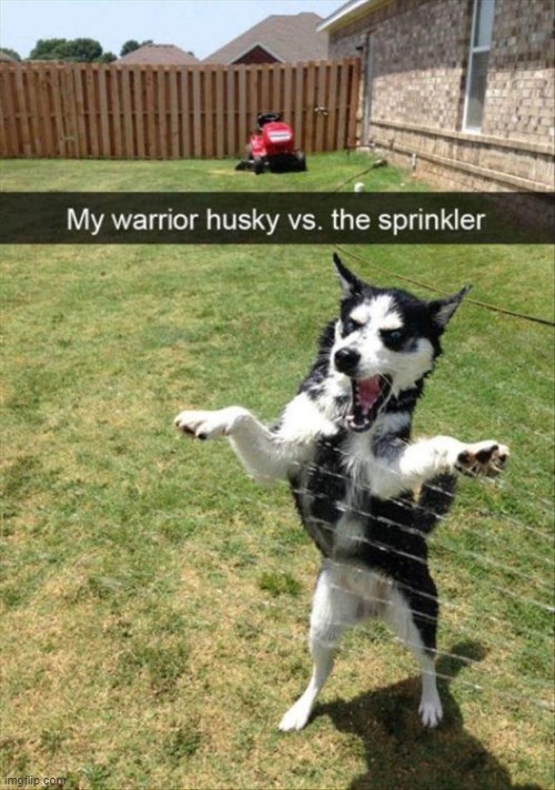 image tagged in memes,dog,sprinkler,doggo,husky,cute | made w/ Imgflip meme maker