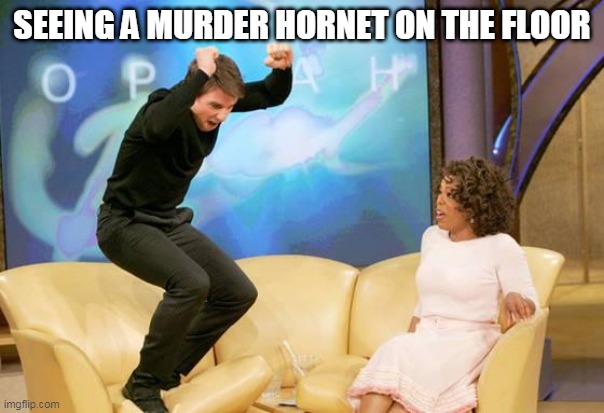 murder hornet tom | SEEING A MURDER HORNET ON THE FLOOR | image tagged in congratulations | made w/ Imgflip meme maker