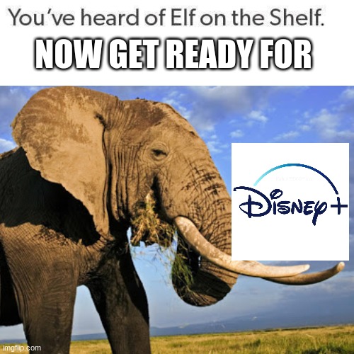 Disney plus on the elephant's _____ | NOW GET READY FOR | image tagged in elf on the shelf | made w/ Imgflip meme maker