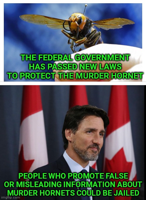It's not an invasive species. They are undocumented avian friends. | THE FEDERAL GOVERNMENT HAS PASSED NEW LAWS TO PROTECT THE MURDER HORNET; PEOPLE WHO PROMOTE FALSE OR MISLEADING INFORMATION ABOUT MURDER HORNETS COULD BE JAILED | image tagged in murder hornet,canada,justin trudeau,trudeau | made w/ Imgflip meme maker
