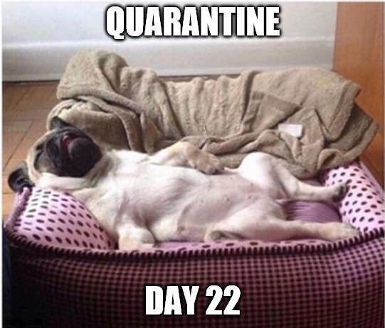Pug in quarantine | image tagged in funny animals | made w/ Imgflip meme maker