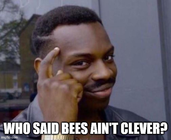 black guy pointing at head | WHO SAID BEES AIN'T CLEVER? | image tagged in black guy pointing at head | made w/ Imgflip meme maker