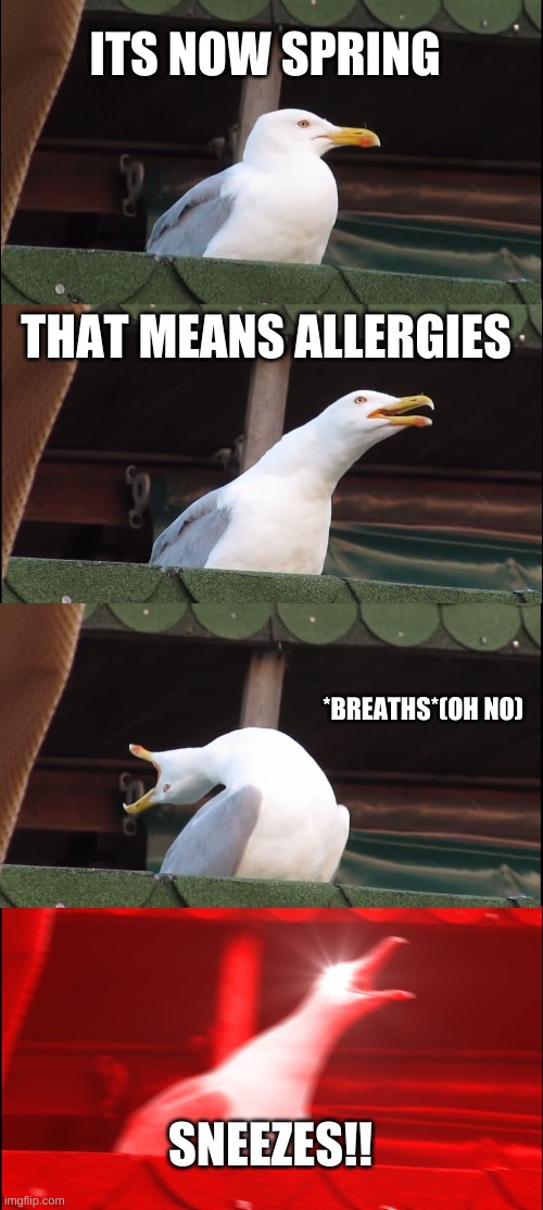 Inhaling Seagull | ITS NOW SPRING; THAT MEANS ALLERGIES; *BREATHS*(OH NO); SNEEZES!! | image tagged in memes,inhaling seagull | made w/ Imgflip meme maker