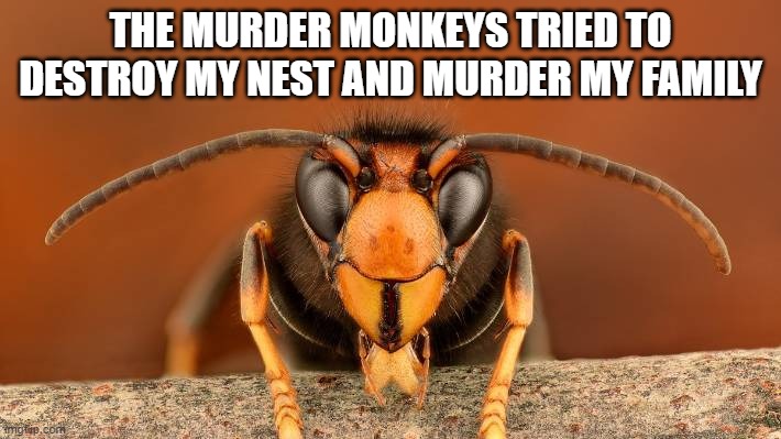 Murder Hornet | THE MURDER MONKEYS TRIED TO DESTROY MY NEST AND MURDER MY FAMILY | image tagged in murder hornet | made w/ Imgflip meme maker