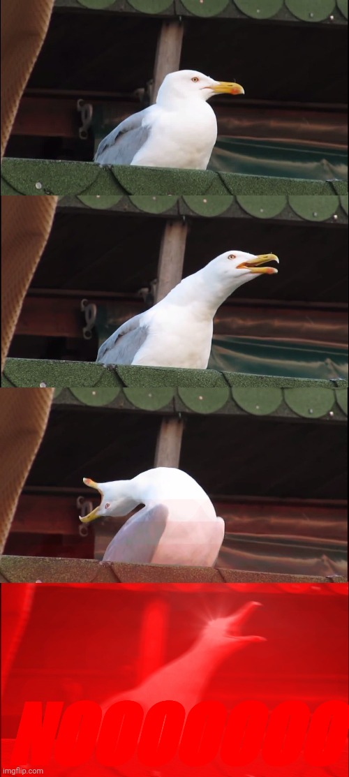 Inhaling Seagull Meme | NOOOOOOO | image tagged in memes,inhaling seagull | made w/ Imgflip meme maker