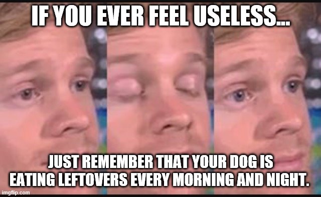 If you ever feel useless... | IF YOU EVER FEEL USELESS... JUST REMEMBER THAT YOUR DOG IS EATING LEFTOVERS EVERY MORNING AND NIGHT. | image tagged in blinking guy | made w/ Imgflip meme maker