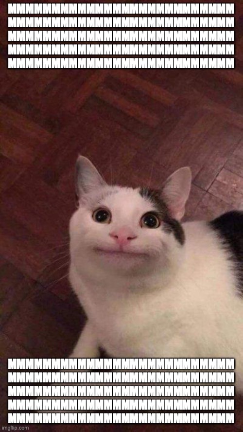 Polite cat | MMMMMMMMMMMMMMMMMMMMMMMMMM
MMMMMMMMMMMMMMMMMMMMMMMMMM
MMMMMMMMMMMMMMMMMMMMMMMMMM
MMMMMMMMMMMMMMMMMMMMMMMMMM
MMMMMMMMMMMMMMMMMMMMMMMMMM MMMMM | image tagged in polite cat | made w/ Imgflip meme maker