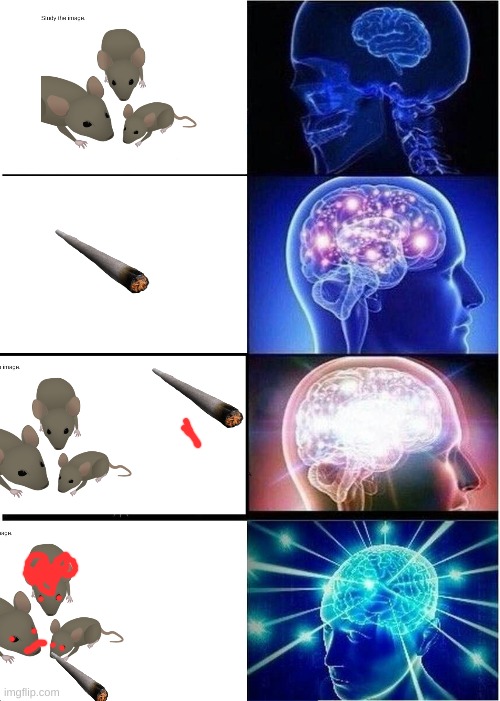 rat | image tagged in memes,expanding brain | made w/ Imgflip meme maker