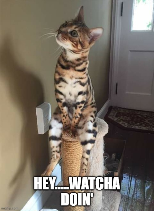 watcha doin' | HEY.....WATCHA DOIN' | image tagged in funny cats | made w/ Imgflip meme maker