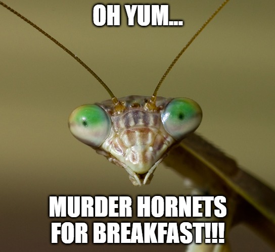 Praying Mantis Head | OH YUM... MURDER HORNETS FOR BREAKFAST!!! | image tagged in praying mantis head | made w/ Imgflip meme maker