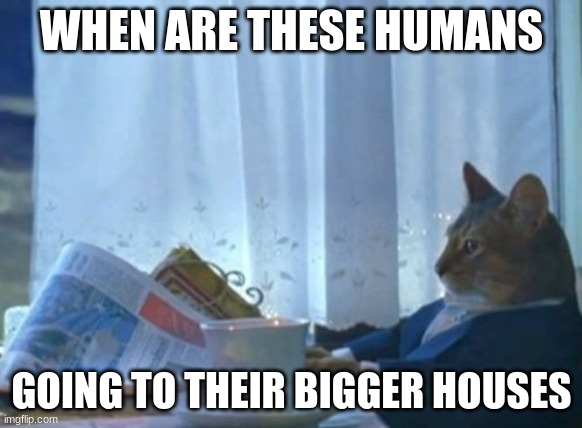 Cat revolution is needed | WHEN ARE THESE HUMANS; GOING TO THEIR BIGGER HOUSES | image tagged in memes,i should buy a boat cat | made w/ Imgflip meme maker