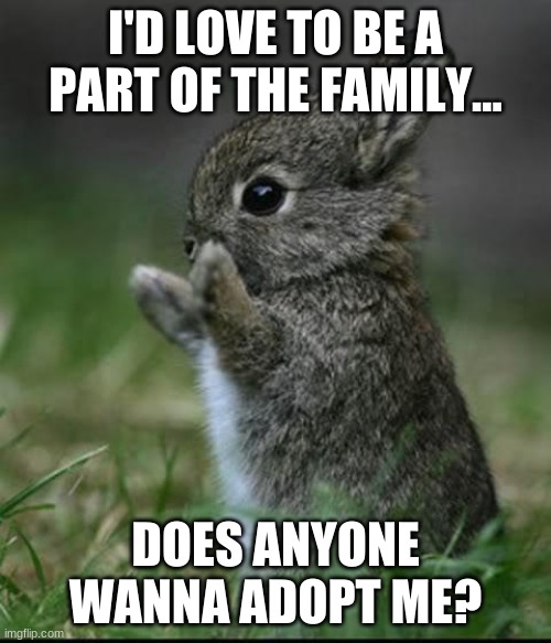 Pls? | I'D LOVE TO BE A PART OF THE FAMILY... DOES ANYONE WANNA ADOPT ME? | image tagged in cute bunny | made w/ Imgflip meme maker