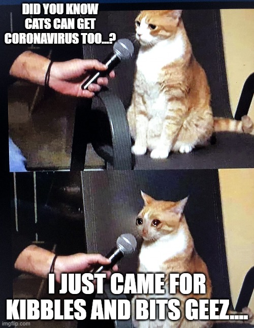 Cat interview crying | DID YOU KNOW CATS CAN GET CORONAVIRUS TOO...? I JUST CAME FOR KIBBLES AND BITS GEEZ.... | image tagged in cat interview crying | made w/ Imgflip meme maker