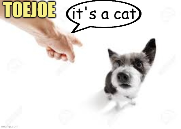 TOEJOE it's a cat | made w/ Imgflip meme maker